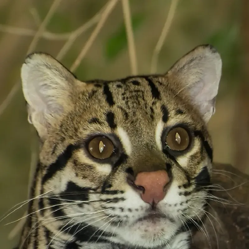 Ocelot (Leopardus pardalis)