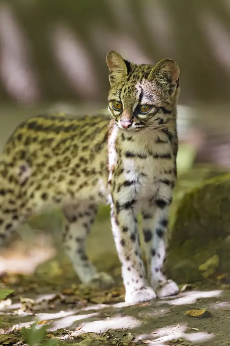 Oncilla (Leopardus tigrinus)