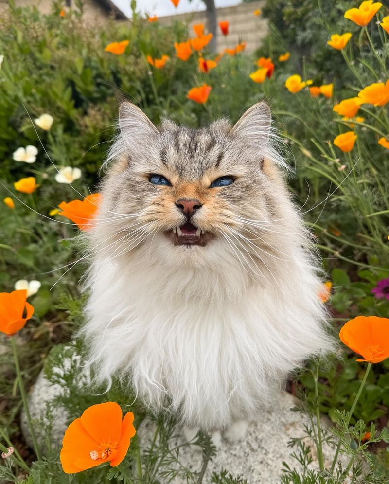 Poppy