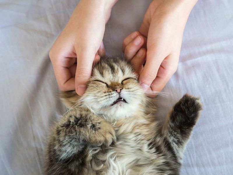 Massage Therapy