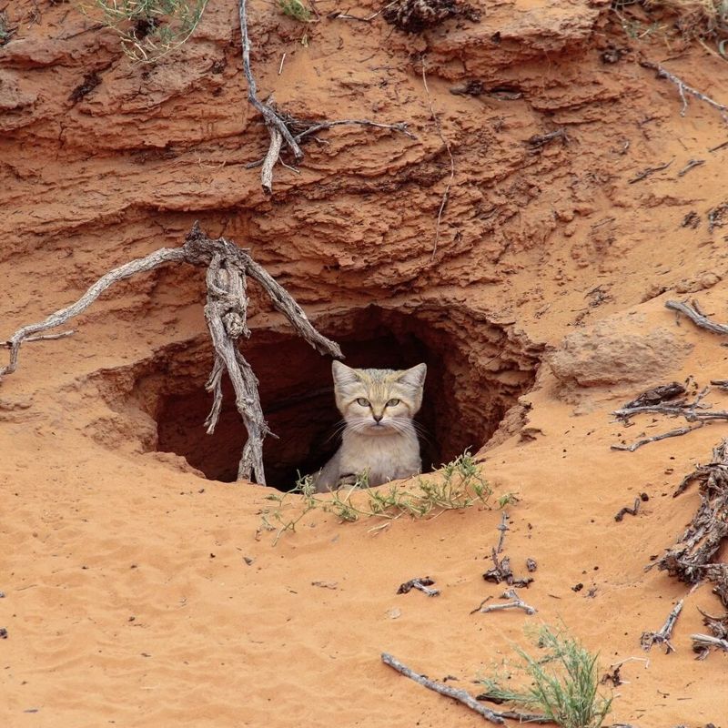 Master Burrower