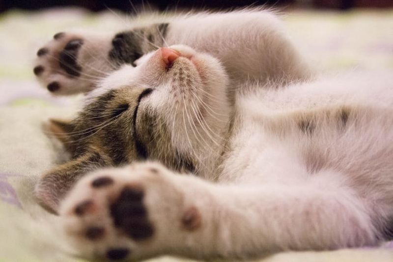 Master of Napping