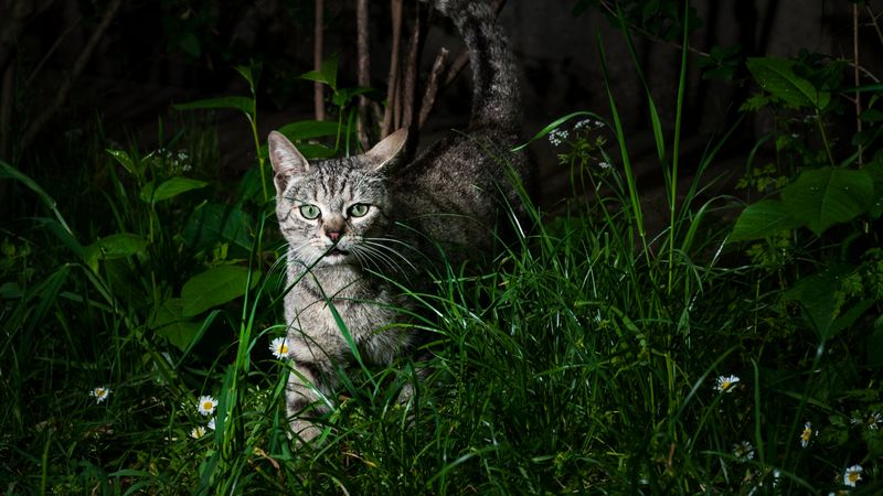 Instinct to Hunt