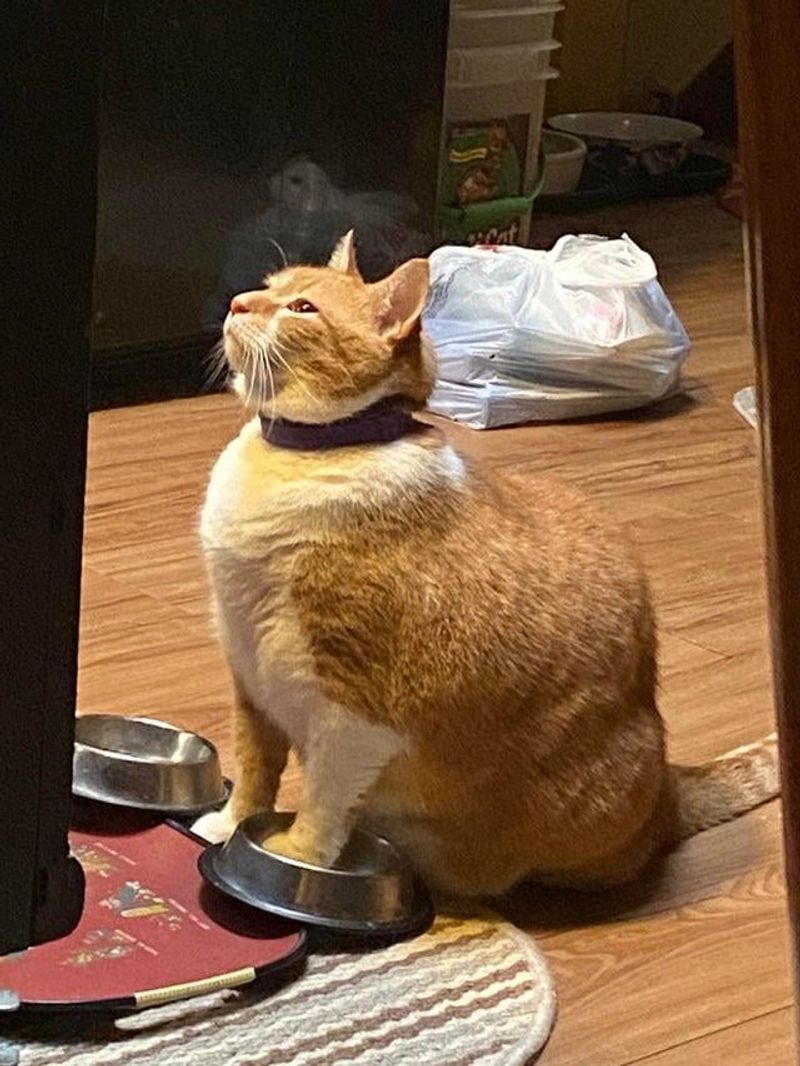 Meal Time Dictator