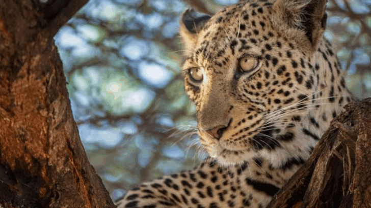 Meet the 11 Deadliest Wild Cats Roaming the Planet