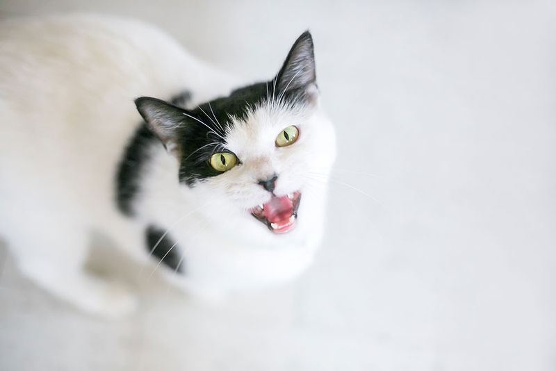Meowing