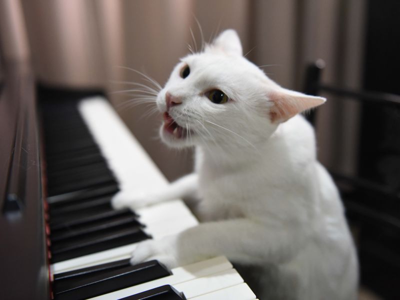 Meowzart
