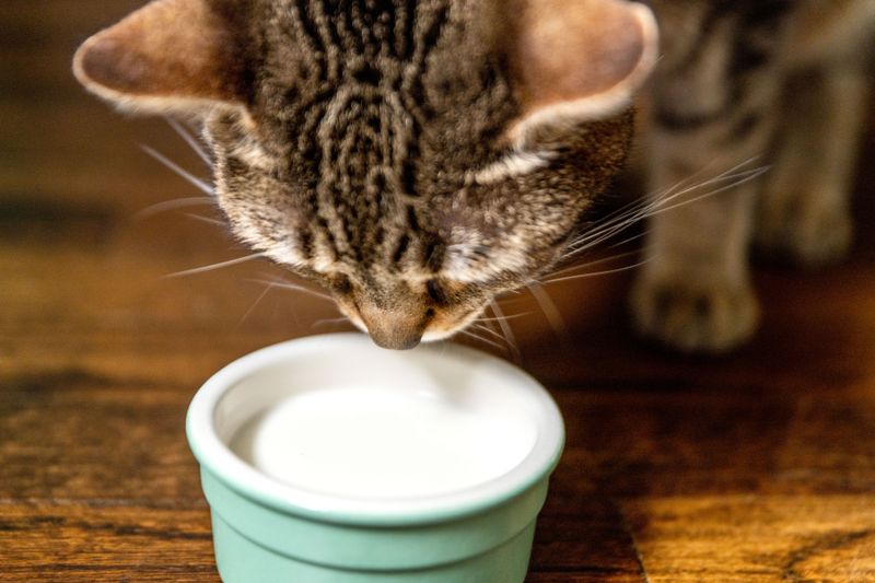 Milk and Dairy Products