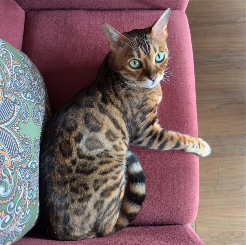 Thor the Bengal Cat