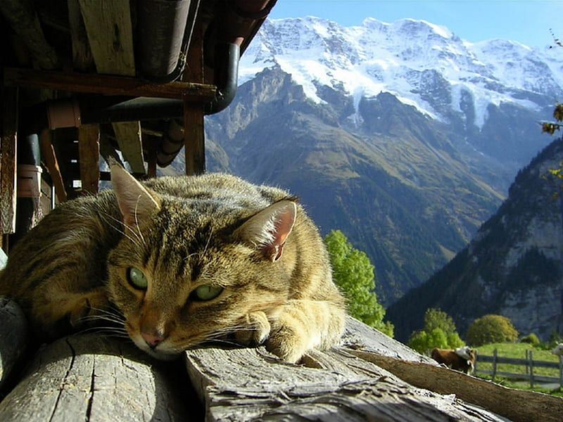 Mindful Meditation