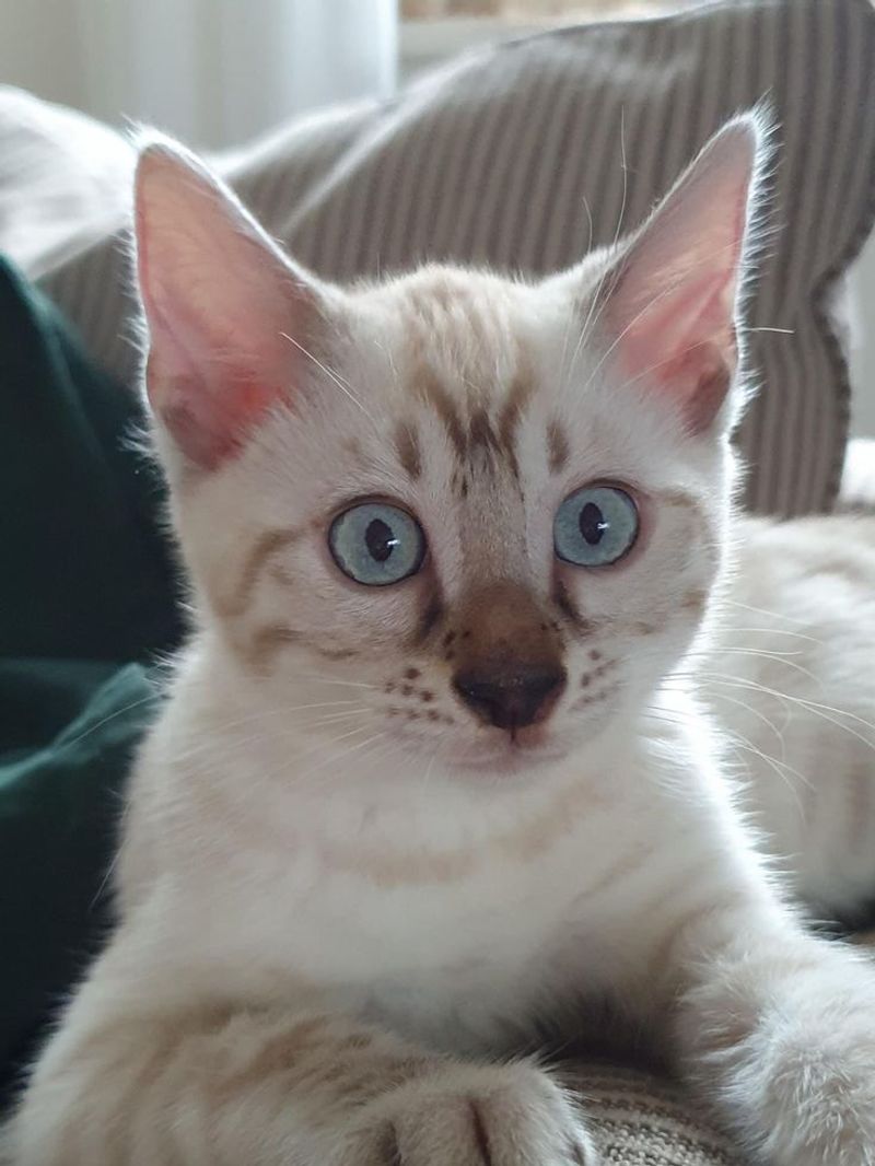 Mink Bengal