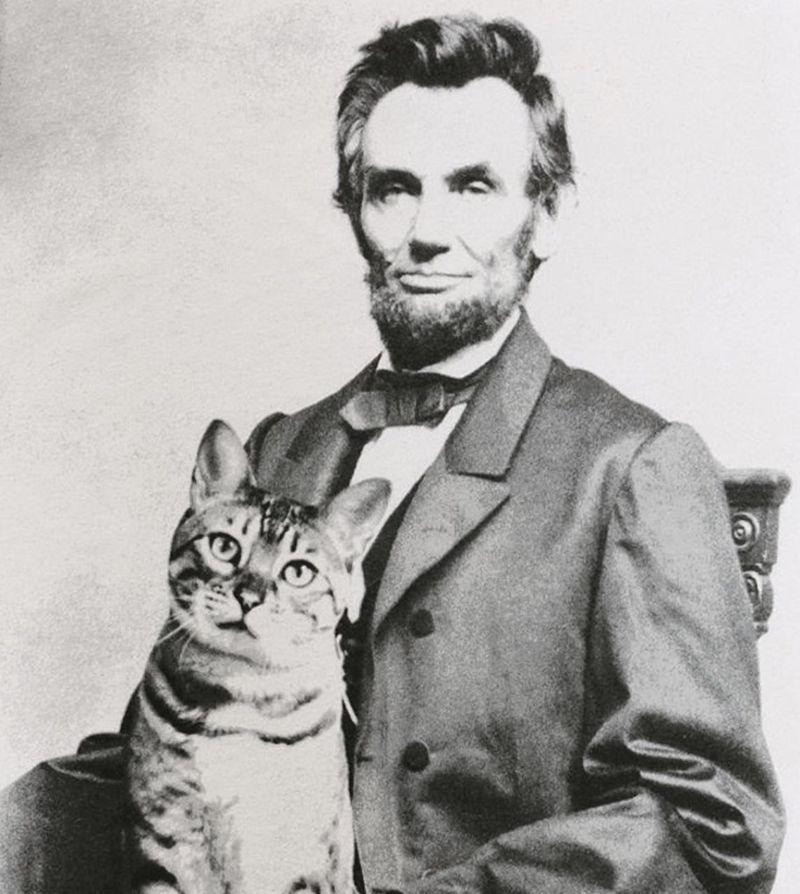 Tabby – Abraham Lincoln