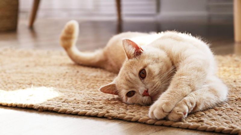Misunderstanding Cat Body Language