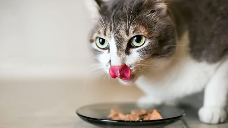 Monitor Eating Habits