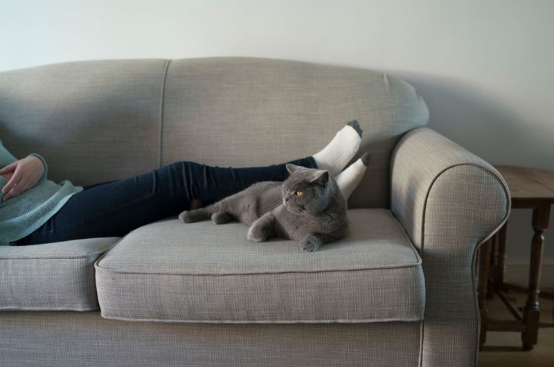 Avoids Pet Travel Risks