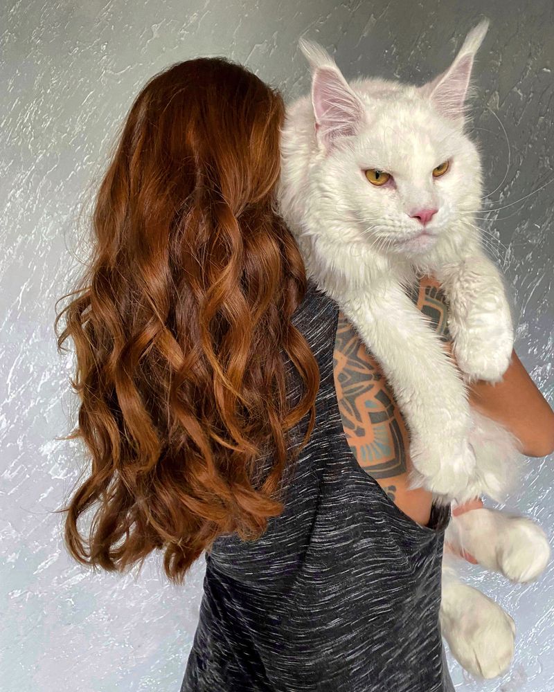 Some Cat Breeds Grow Until 2–4 Years Old