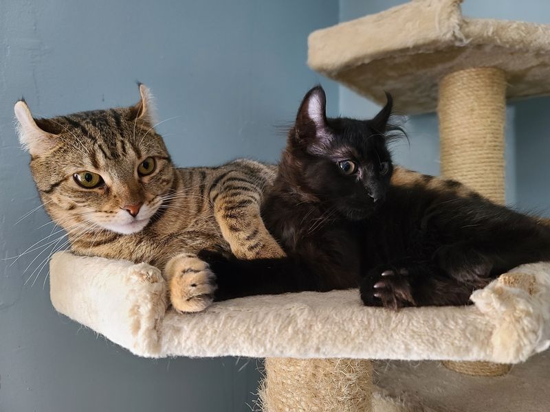 Family-Friendly Companions