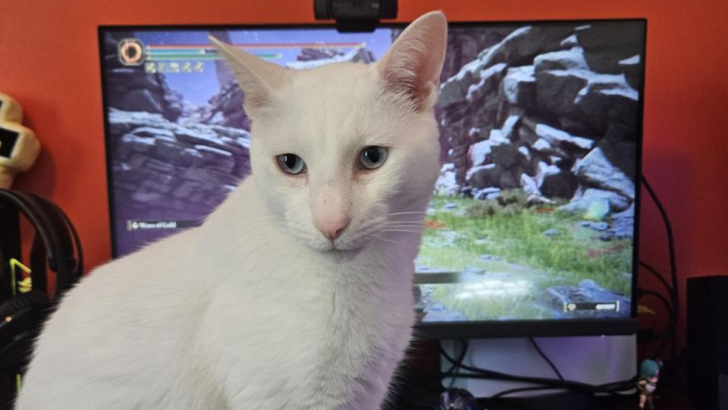 My Cat’s Top 13 Distraction Techniques While I’m Working