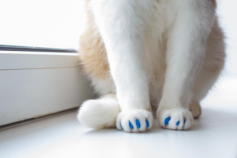 Myth: Cat nail caps are cruel or painful.