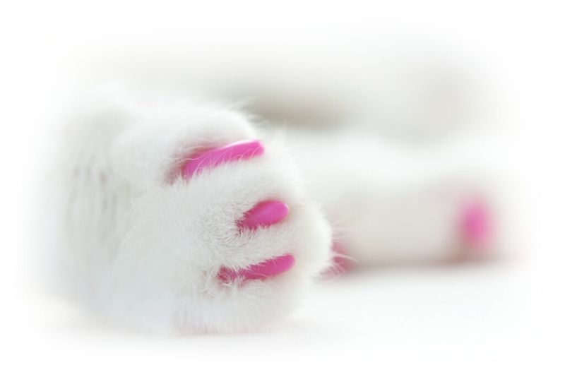 Myth: Cats can't retract their claws with nail caps on.