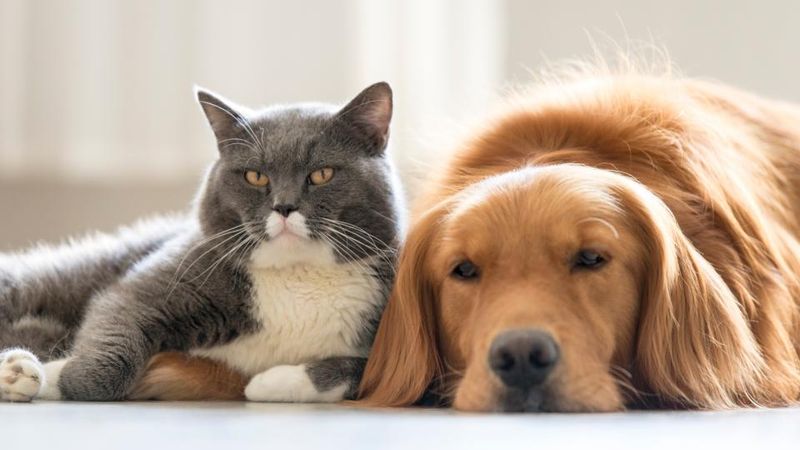 Myth: My own pets won’t get along with a foster