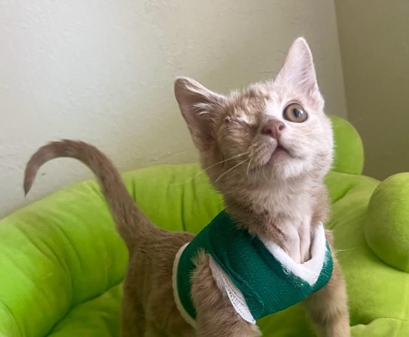 Myth: Fostering is expensive