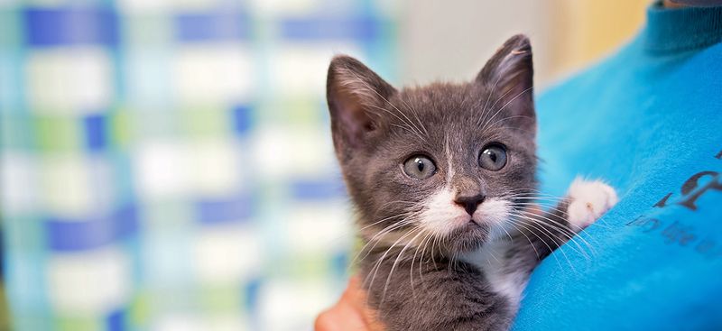 Myth: Fostering doesn’t make much of a difference
