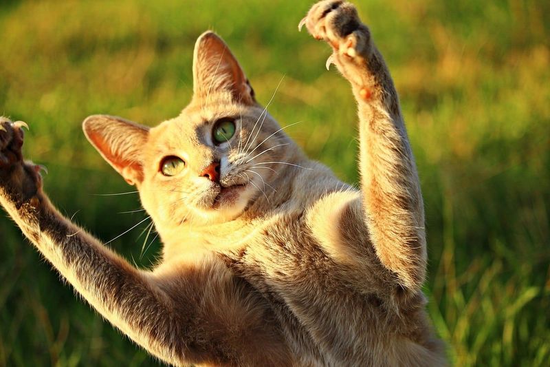 Myth: Nail caps prevent cats from climbing, scratching, or playing.