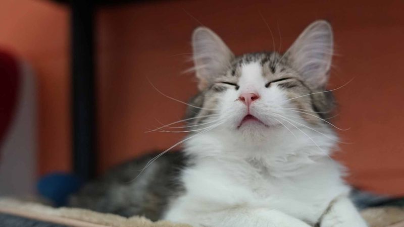 Myth: Fostering is only for kittens