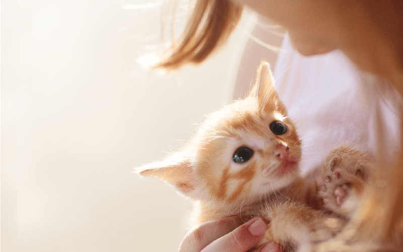 Myth: Only cat experts can foster