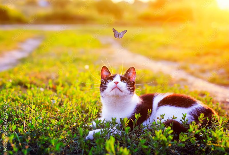 Meadow