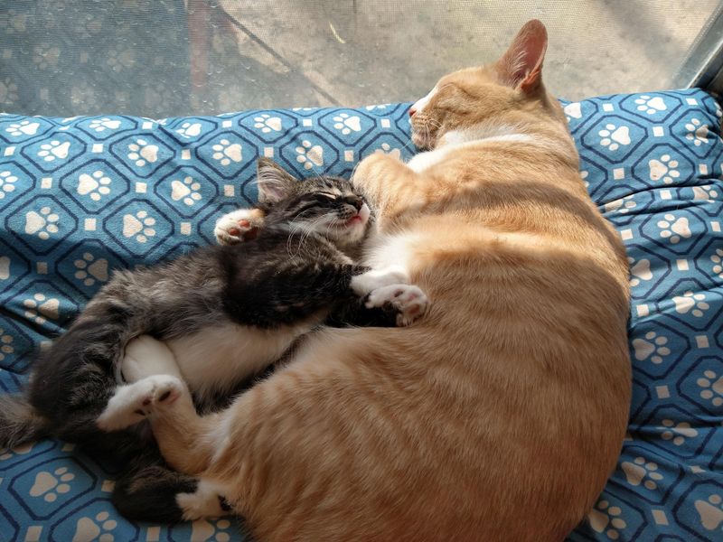 Napping Nearby