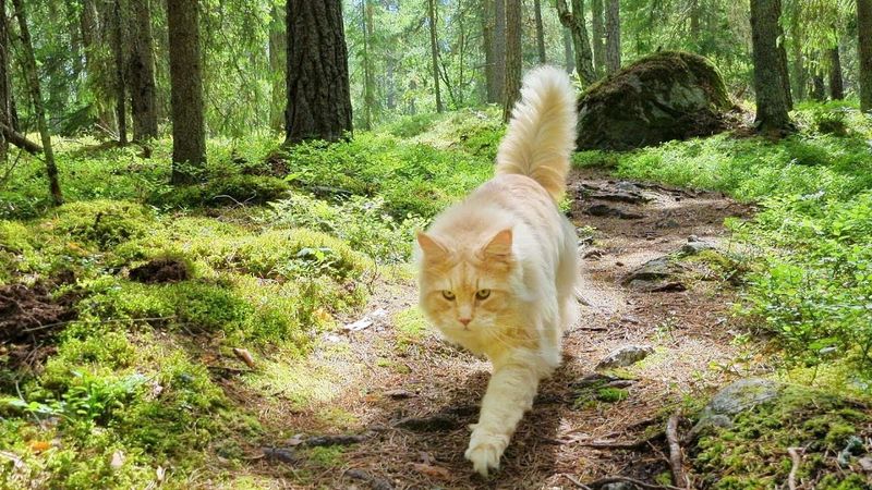 Nature Walks