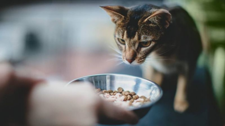 Neighbor Feeding Your Cat Without Asking? Here Are 7 Ways to Stop It!