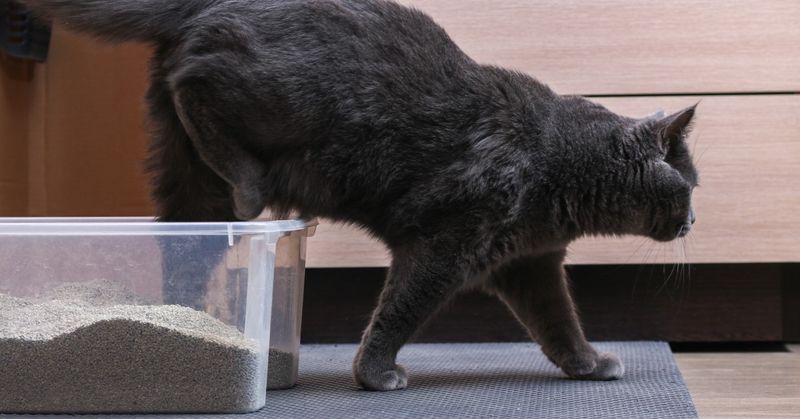 Infrequent or Inaccessible Litter Box