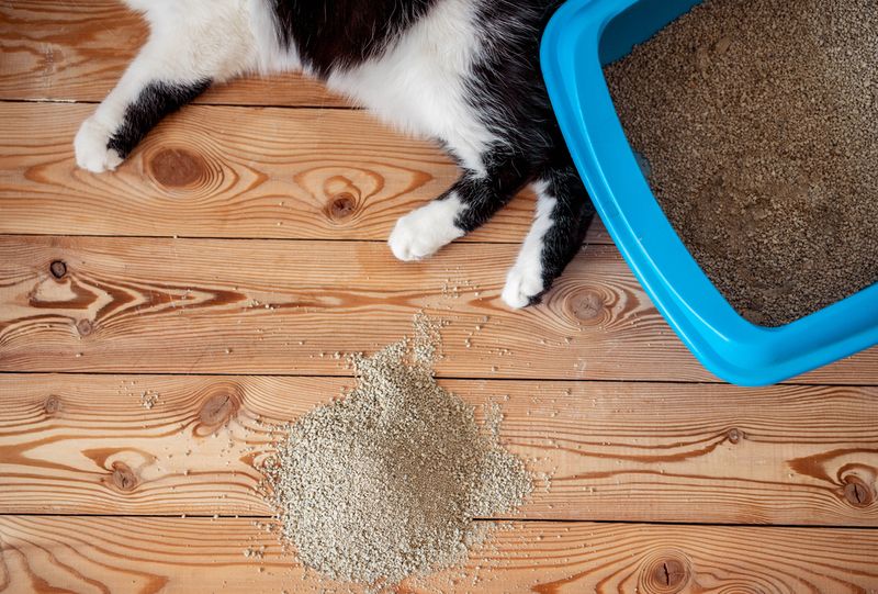 Peeing Outside the Litter Box (⚠️ Needs Investigation)