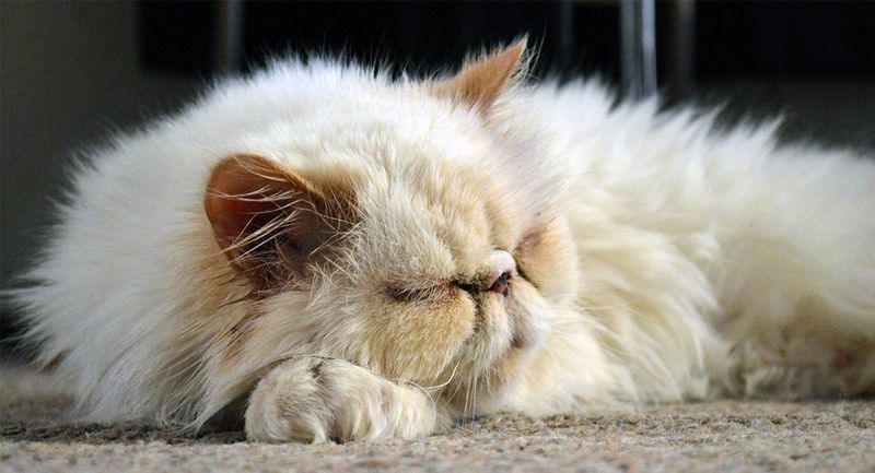 Labored or Open-Mouth Breathing