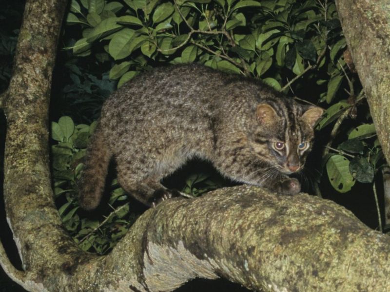 Mostly Nocturnal and Super Stealthy