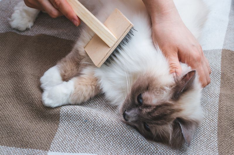 Shedding Can Last Several Weeks