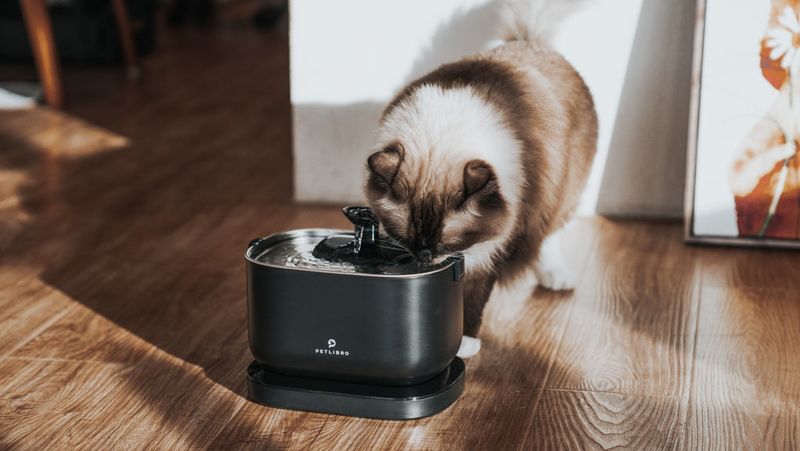 Not Ensuring Your Cat Has Access to Fresh Water