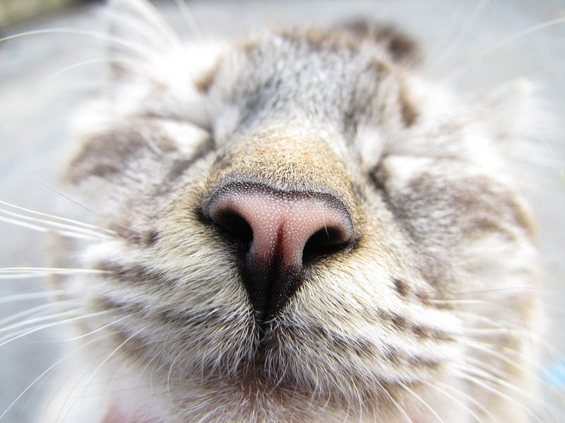 Scent Sensitivity