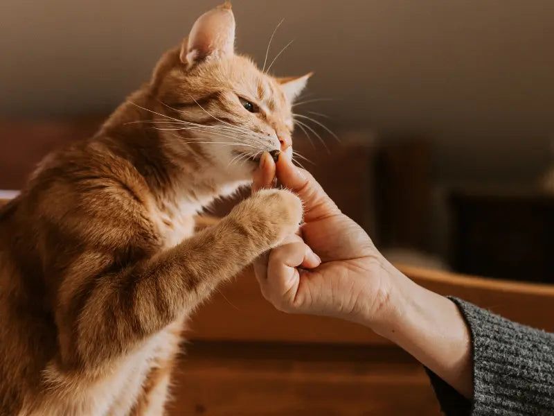 Control Treat Intake