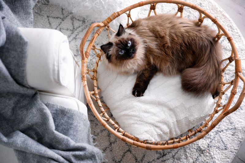 Not Understanding Cat Behavior