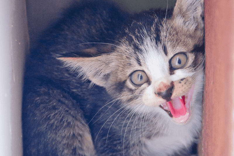 Fearful or Unsocialized Behavior