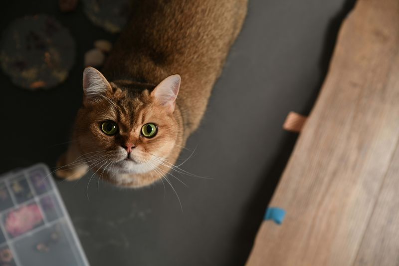 Staring at You Until You Comply