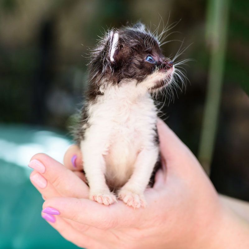 Check the Kittens’ Condition