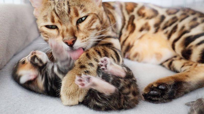 Allow Natural Grooming and Bonding