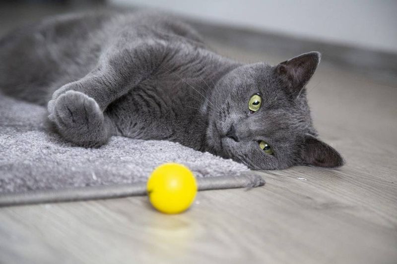 High Intelligence Paired With Playful Mischief