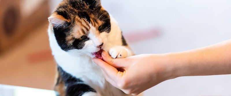 Offer Their Favorite Treats