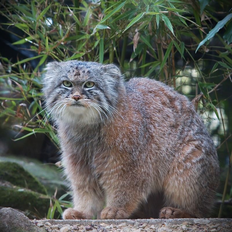 Pallas’s Cat (Otocolobus manul)